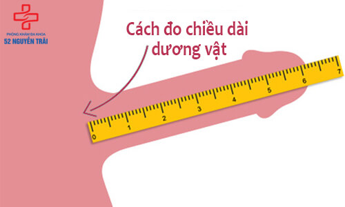 cách đo chiều dài dương vật