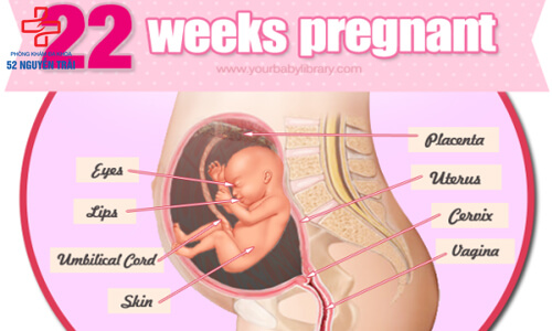 siêu âm thai 22 tuần tuổi