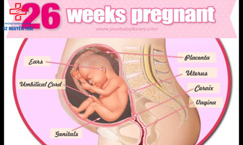 siêu âm thai 26 tuần tuổi
