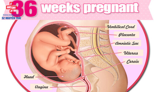 mốc siêu âm thai 36 tuần tuổi