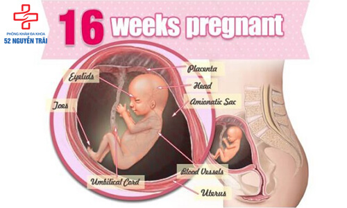 siêu âm thai 16 tuần tuổi